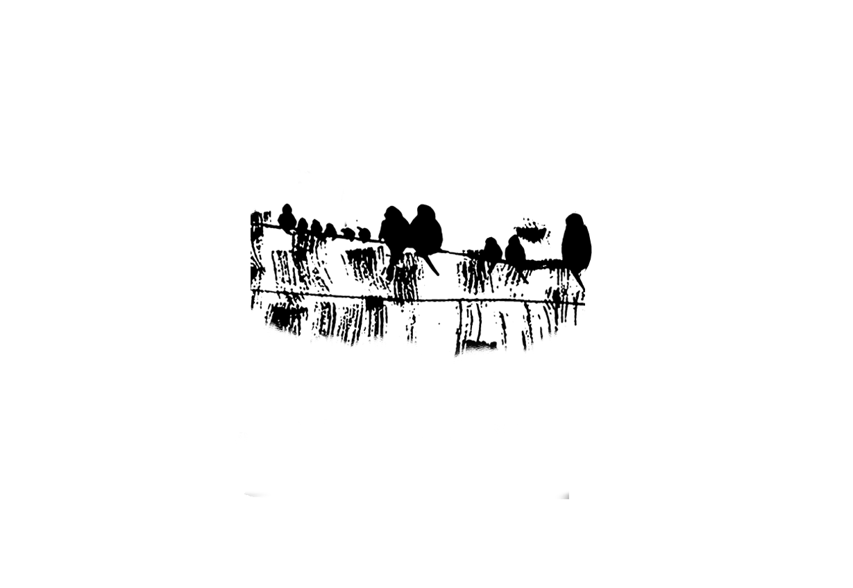 birds on a wire